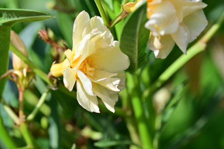 Close up of white and yellow oleander flower in the gardenの写真素材