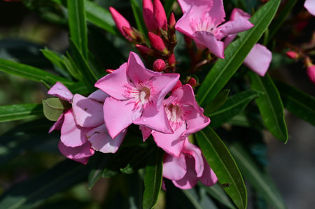 Pink oleander flowers blooming in the garden, close upの写真素材