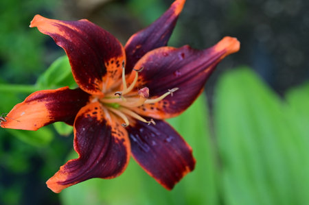 Beautiful orange lily flower in the garden, stock photo imageの写真素材