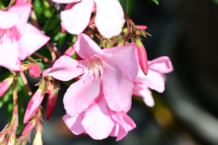 Pink oleander flowers in the garden, closeup of photoの写真素材
