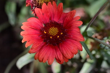 Red flower of Gaillardia pulcherrima in the gardenの写真素材