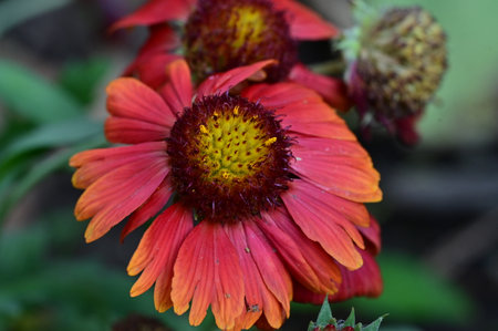 Red flower of Gaillardia pulcherrima in the gardenの写真素材