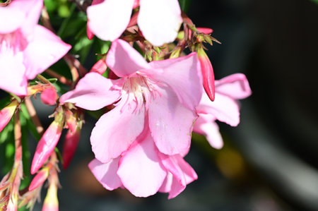 Pink oleander flowers in the garden, closeup of photoの写真素材