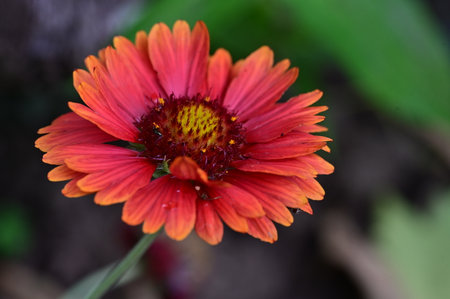 Close up of a red flower (Gaillardia pulchella)の写真素材