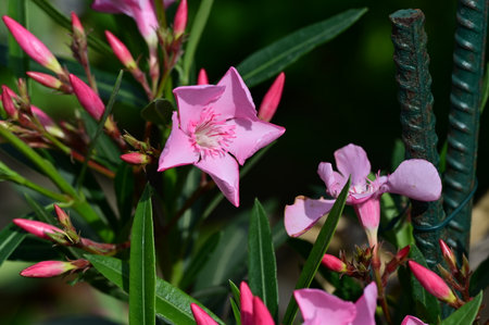 Pink oleander flowers in the garden, closeup of photo