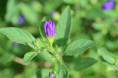 Purple flower of Solanum angustifolium in natureの写真素材
