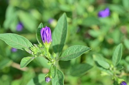 Purple flower of Solanum tuberosum plant in gardenの写真素材