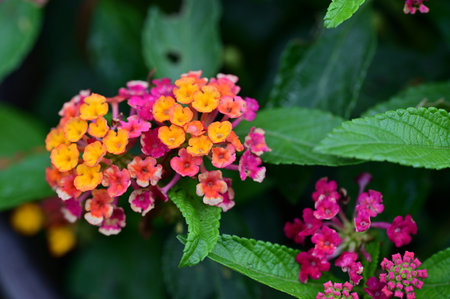 Lantana camara flower blooming in the garden, stock photoの写真素材