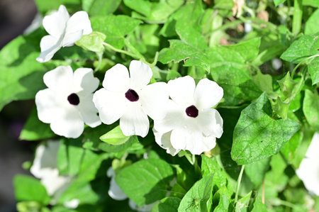 White flowers in the garden, close-up, nature background.の写真素材