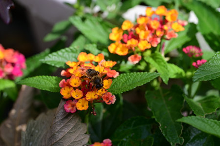 Bee on Lantana camara flower in the garden, stock photoの写真素材