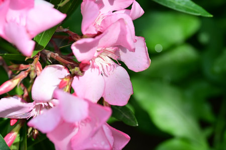 Pink oleander flowers in the garden. Selective focus.の写真素材