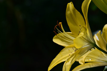 Yellow lily in the garden on a dark background close-upの写真素材