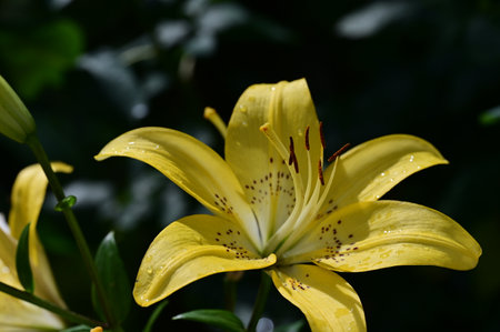 Yellow lily flower with water drops on petals in the gardenの写真素材
