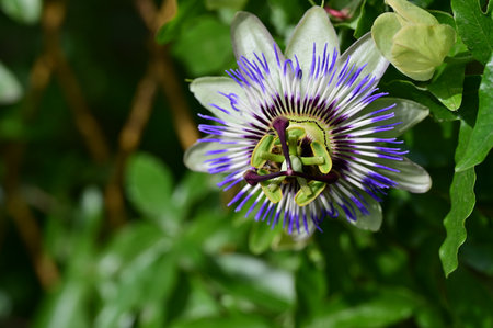 Passiflora caerulea, Passiflora caeruleaの写真素材