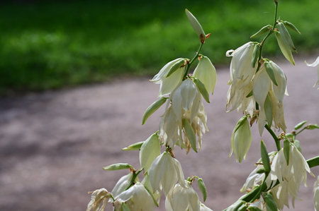 White flowers of yucca plant in the garden on blurred backgroundの写真素材