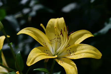 Yellow lily with raindrops on the petals and green leavesの写真素材