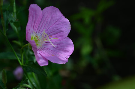 Purple flower of evening primrose (Oenothera speciosa)の写真素材