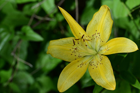 Yellow lily flower with green leaves in the background, close upの写真素材