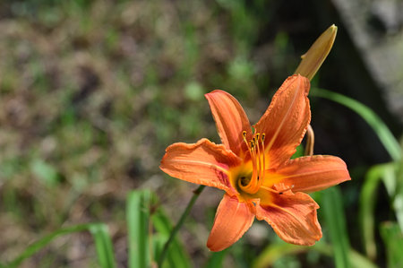 Orange daylily (Hemerocallis fulva)の写真素材