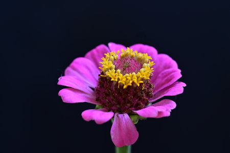 pink zinnia flower isolated on a black background. macroの写真素材