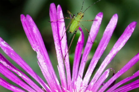 Green grasshopper on a purple flower. Close-up.の写真素材