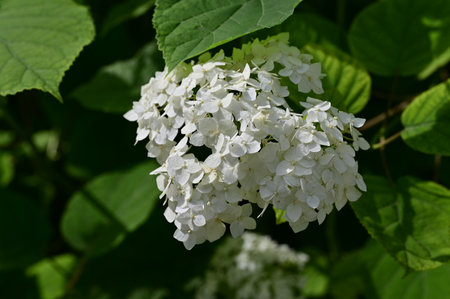 Hydrangea macrophylla, white flowers in the garden.の写真素材