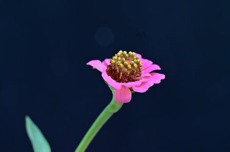 pink zinnia flower isolated on black background, close upの写真素材