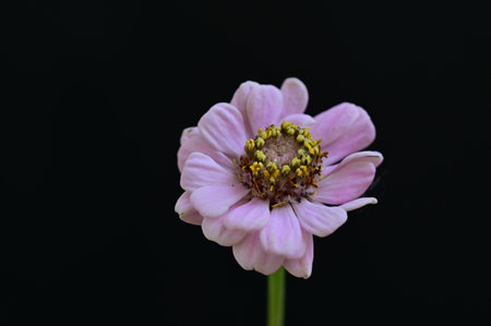 pink zinnia flower isolated on black background. Zinnia elegansの写真素材