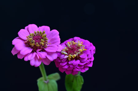 purple zinnia flower isolated on black background, close upの写真素材