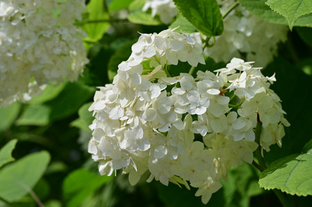 White flowers of hydrangea in the garden, close-upの写真素材