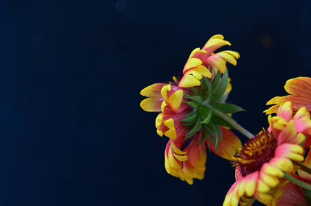 bouquet of yellow flowers on a dark blue background, close-up