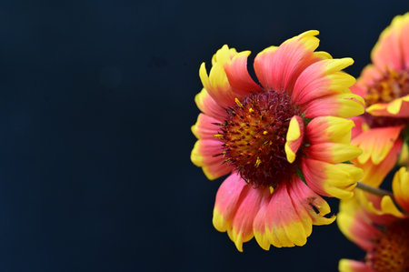 Gaillardia flower on a black background, close-up.の写真素材
