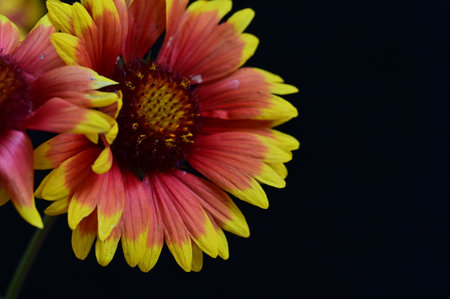 Close up of Gaillardia flower on black background. (Gaillardia pulchella)の写真素材