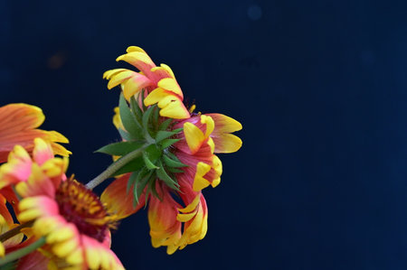 Close up of red and yellow flowers on dark blue background with copy spaceの写真素材