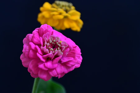 Zinnia flower on black background. (Zinnia violacea Cav.)の写真素材