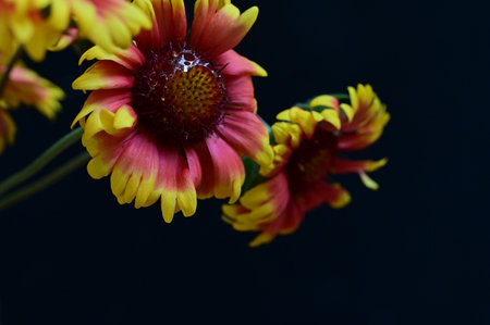 bouquet of yellow and red flowers on a black background close-upの写真素材