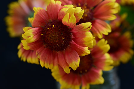 Gaillardia flower in vase on black background, close upの写真素材