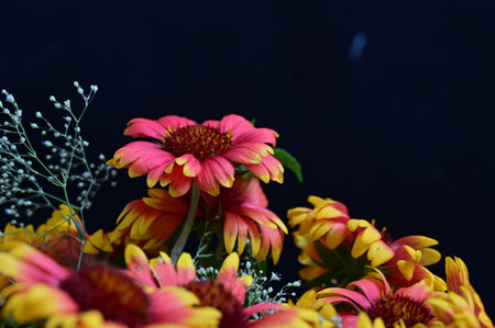 Beautiful bouquet of bright flowers on a black background close-upの写真素材