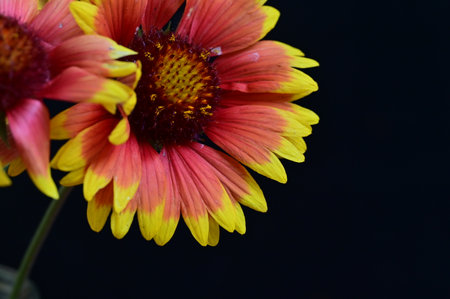 Gaillardia flower isolated on black background with copy space for textの写真素材
