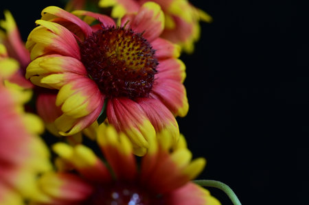 close up of red and yellow flowers on black background with copy spaceの写真素材