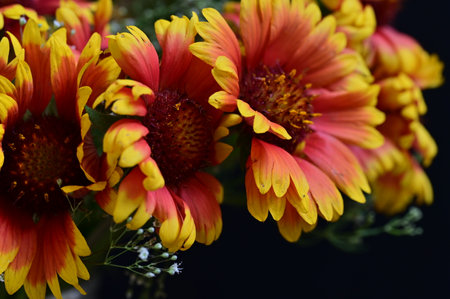 Bouquet of yellow and red flowers on a black background.の写真素材
