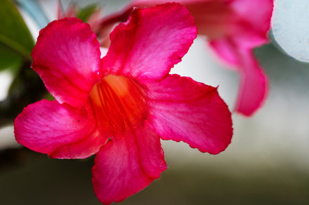 Desert Rose or Impala Lily or Mock Azalea flowerの写真素材