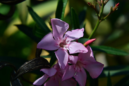 Pink oleander flowers in the garden, closeup of photoの写真素材