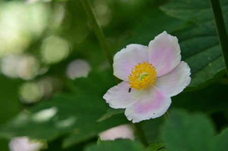 Anemone japonica, Japanese anemone, Japanese anemoneの写真素材