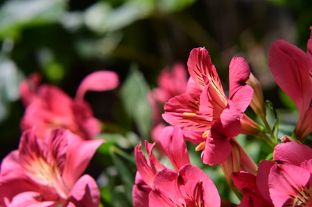 Beautiful pink alstroemeria flowers in the garden, close upの写真素材