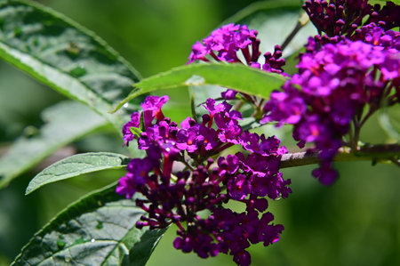 Beautiful lilac flowers on a background of green leaves in the gardenの写真素材
