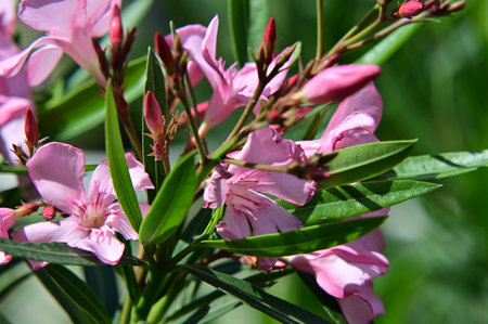 Pink oleander flowers in the garden on a sunny day.の写真素材