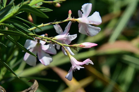 White oleander flowers in the garden, closeup of photoの写真素材