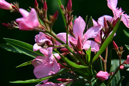 pink oleander flowers on a green background close-upの写真素材
