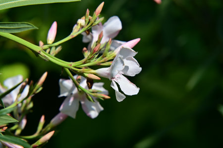 white oleander flowers in the garden, closeup of photoの写真素材
